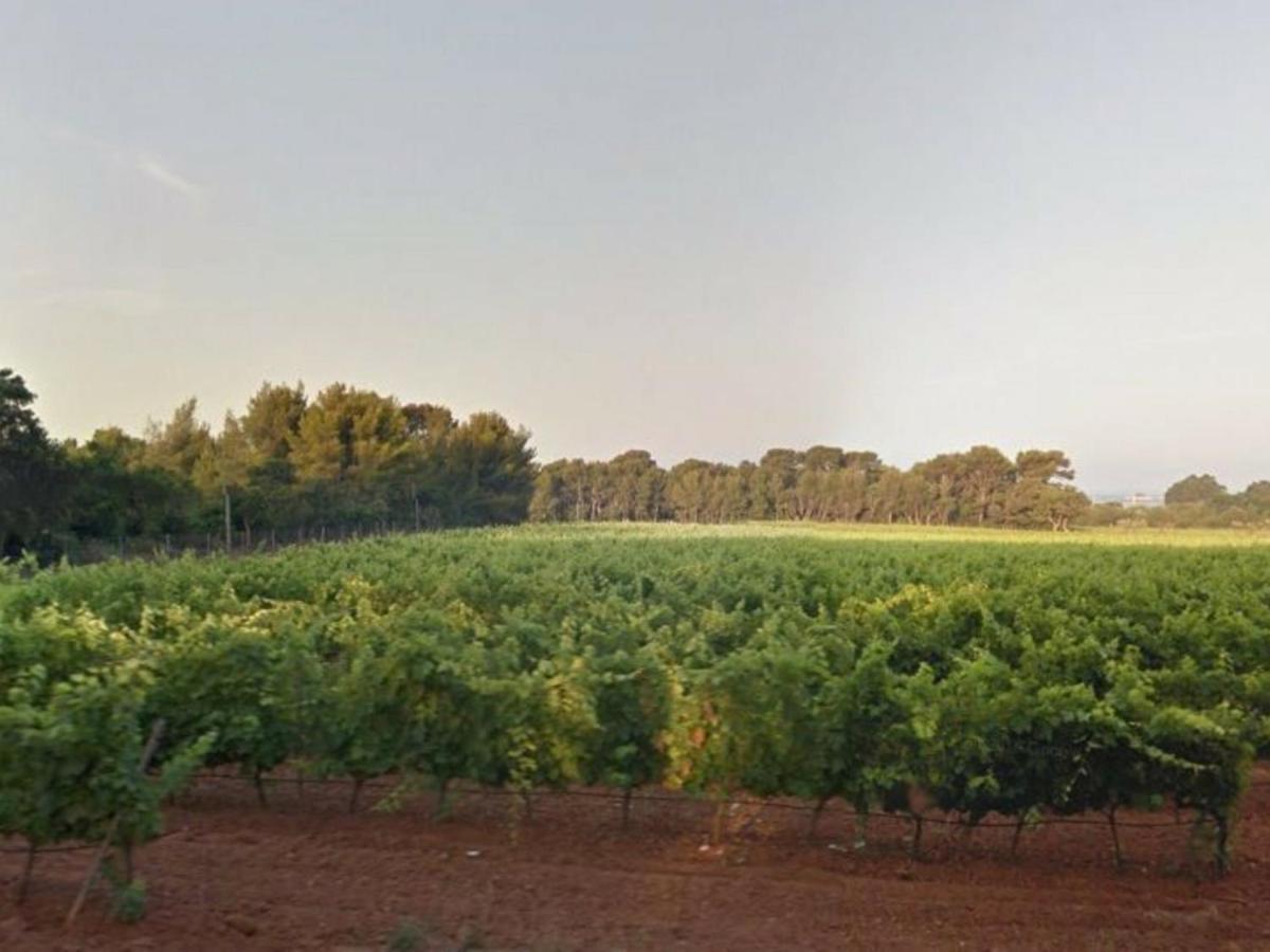 לה לבאנדו Studio Climatise Au Lavandou Avec Terrasse, Parking Et Environnement Calme - 3 Couchages - Fr-1-251-167 מראה חיצוני תמונה